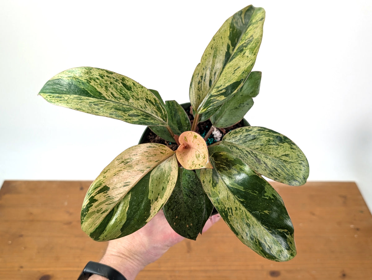 Philodendron Congo Mint Variegated