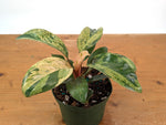 Philodendron Congo Mint Variegated