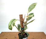 Philodendron Shady Lady - Exact Plant #25A - Approx 2ft Tall