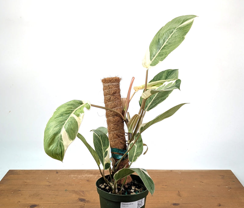 Philodendron Shady Lady - Exact Plant #25A - Approx 2ft Tall