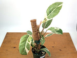 Philodendron Shady Lady - Exact Plant #25A - Approx 2ft Tall