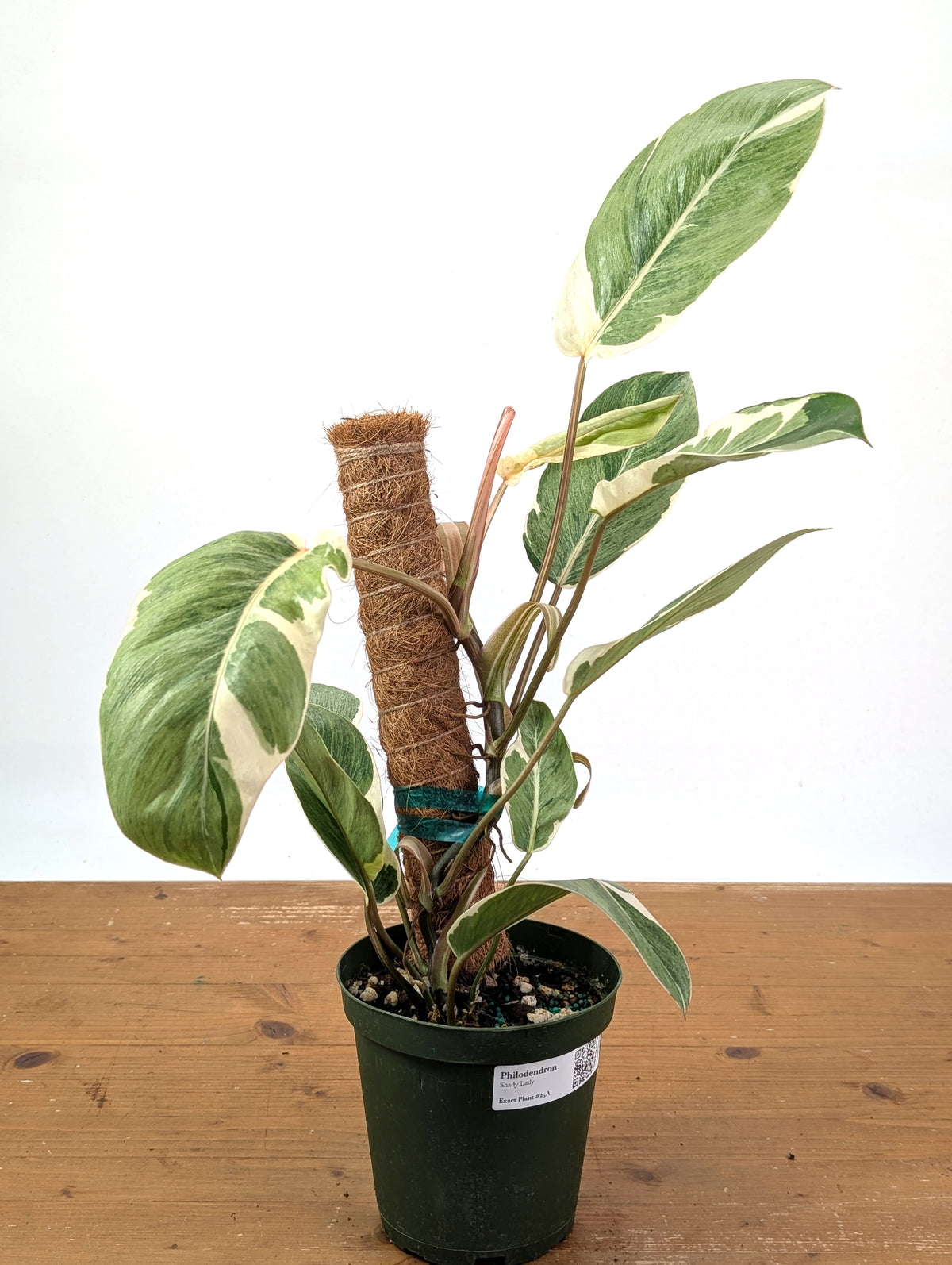 Philodendron Shady Lady - Exact Plant #25A - Approx 2ft Tall