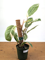 Philodendron Shady Lady - Exact Plant #25A - Approx 2ft Tall