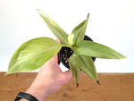 Rare Musa Nono Pink Variegated Banana - Exact Full White Plant #25A