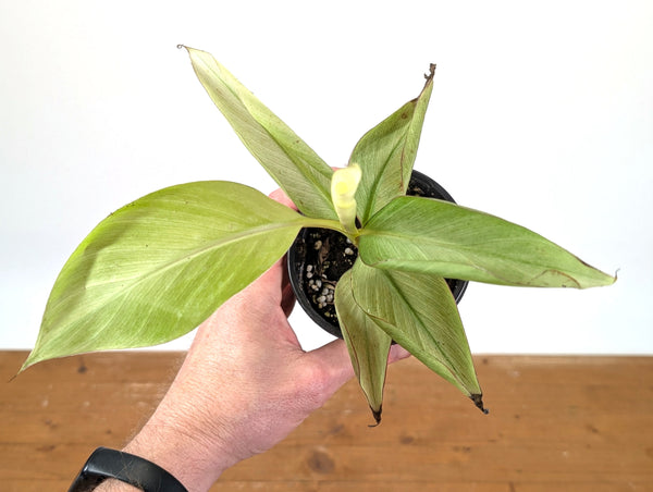 Rare Musa Nono Pink Variegated Banana - Exact Full White Plant #25A