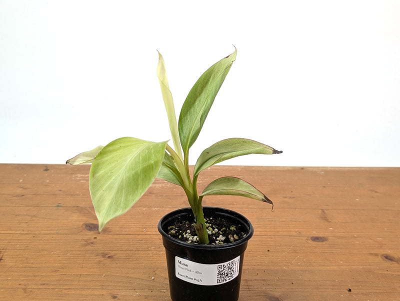 Rare Musa Nono Pink Variegated Banana - Exact Full White Plant #25A