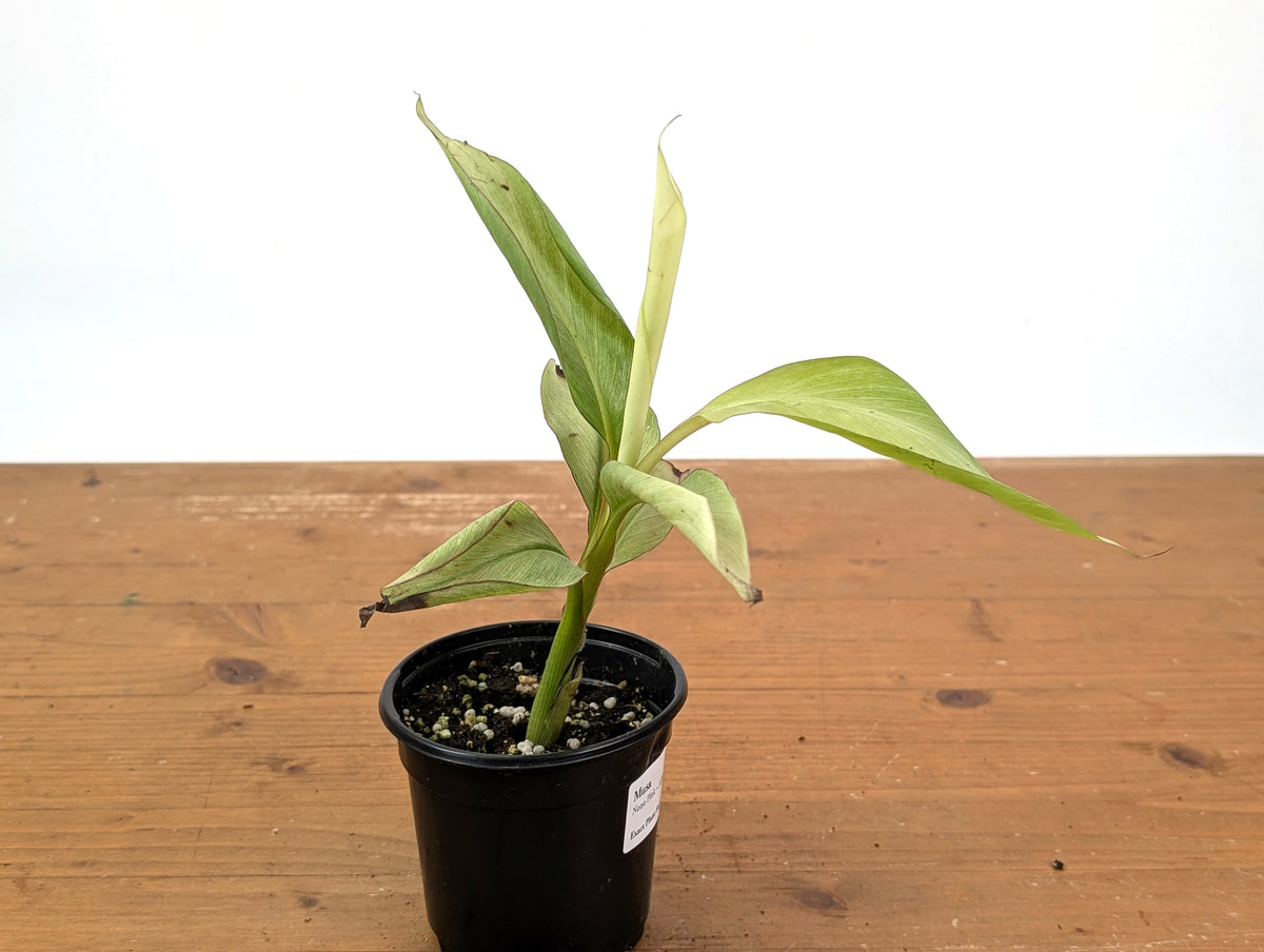 Rare Musa Nono Pink Variegated Banana - Exact Full White Plant #25A