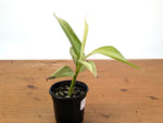 Rare Musa Nono Pink Variegated Banana - Exact Full White Plant #25A
