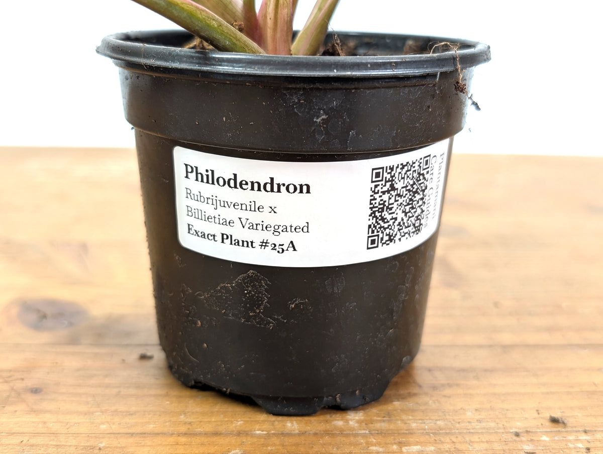 Philodendron Rubrijuvenile x Billietiae Variegated - Exact Plant #25A - 4 inch pot