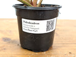 Philodendron Rubrijuvenile x Billietiae Variegated - Exact Plant #25A - 4 inch pot
