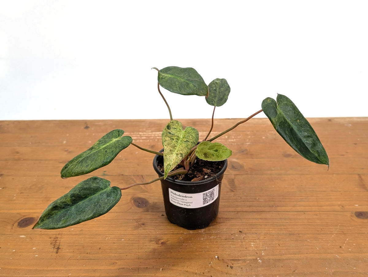 Philodendron Rubrijuvenile x Billietiae Variegated - Exact Plant #25A - 4 inch pot