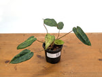 Philodendron Rubrijuvenile x Billietiae Variegated - Exact Plant #25A - 4 inch pot