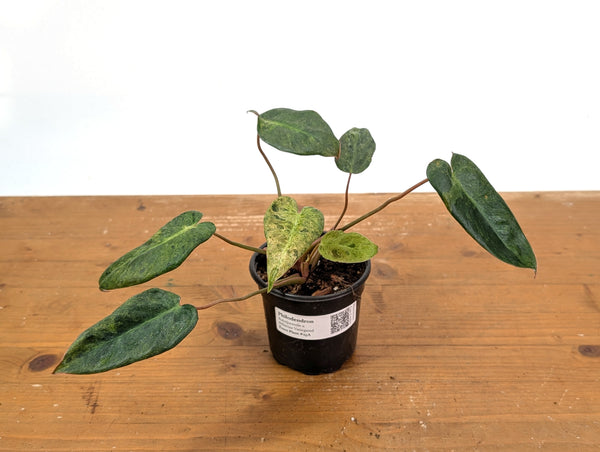 Philodendron Rubrijuvenile x Billietiae Variegated - Exact Plant #25A - 4 inch pot