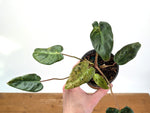 Philodendron Rubrijuvenile x Billietiae Variegated - Exact Plant #25A - 4 inch pot