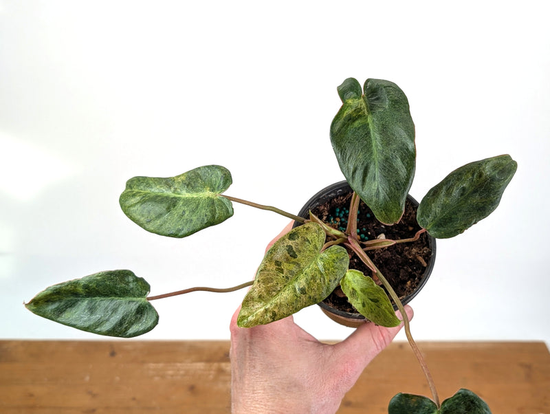 Philodendron Rubrijuvenile x Billietiae Variegated - Exact Plant #25A - 4 inch pot