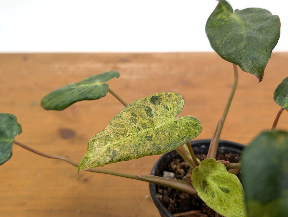 Philodendron Rubrijuvenile x Billietiae Variegated - Exact Plant #25A - 4 inch pot