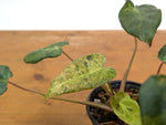 Philodendron Rubrijuvenile x Billietiae Variegated - Exact Plant #25A - 4 inch pot
