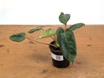 Philodendron Rubrijuvenile x Billietiae Variegated - Exact Plant #25A - 4 inch pot