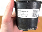 Philodendron Rubrijuvenile x Billietiae Variegated - Exact Plant #25B - 4 inch pot