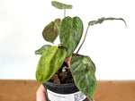 Philodendron Rubrijuvenile x Billietiae Variegated - Exact Plant #25B - 4 inch pot