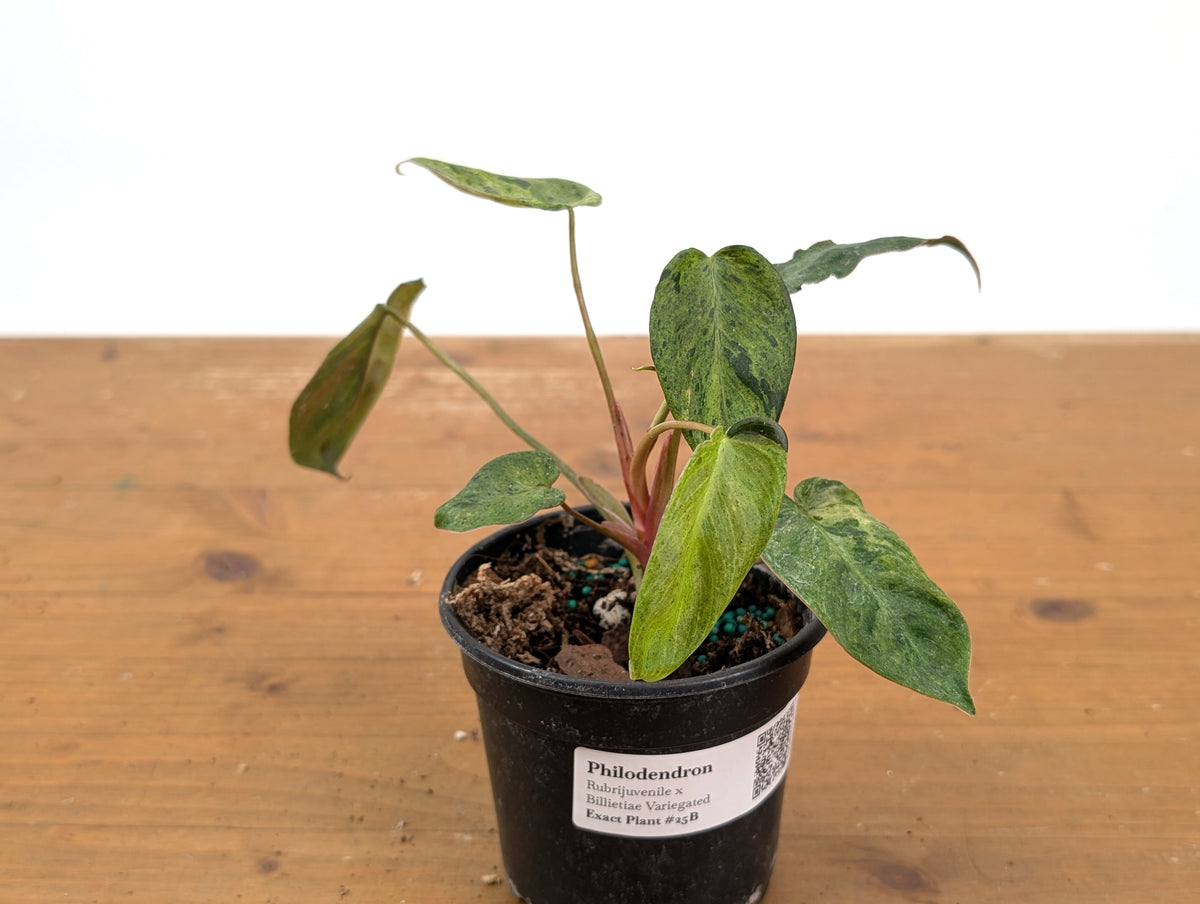 Philodendron Rubrijuvenile x Billietiae Variegated - Exact Plant #25B - 4 inch pot