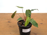 Philodendron Rubrijuvenile x Billietiae Variegated - Exact Plant #25B - 4 inch pot