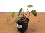 Philodendron Rubrijuvenile x Billietiae Variegated - Exact Plant #25B - 4 inch pot