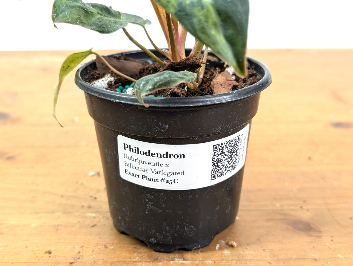 Philodendron Rubrijuvenile x Billietiae Variegated - Exact Plant #25C - 4 inch pot