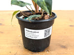 Philodendron Rubrijuvenile x Billietiae Variegated - Exact Plant #25C - 4 inch pot