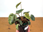 Philodendron Rubrijuvenile x Billietiae Variegated - Exact Plant #25C - 4 inch pot