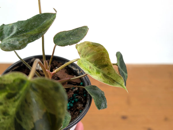 Philodendron Rubrijuvenile x Billietiae Variegated - Exact Plant #25C - 4 inch pot