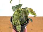 Philodendron Rubrijuvenile x Billietiae Variegated - Exact Plant #25C - 4 inch pot
