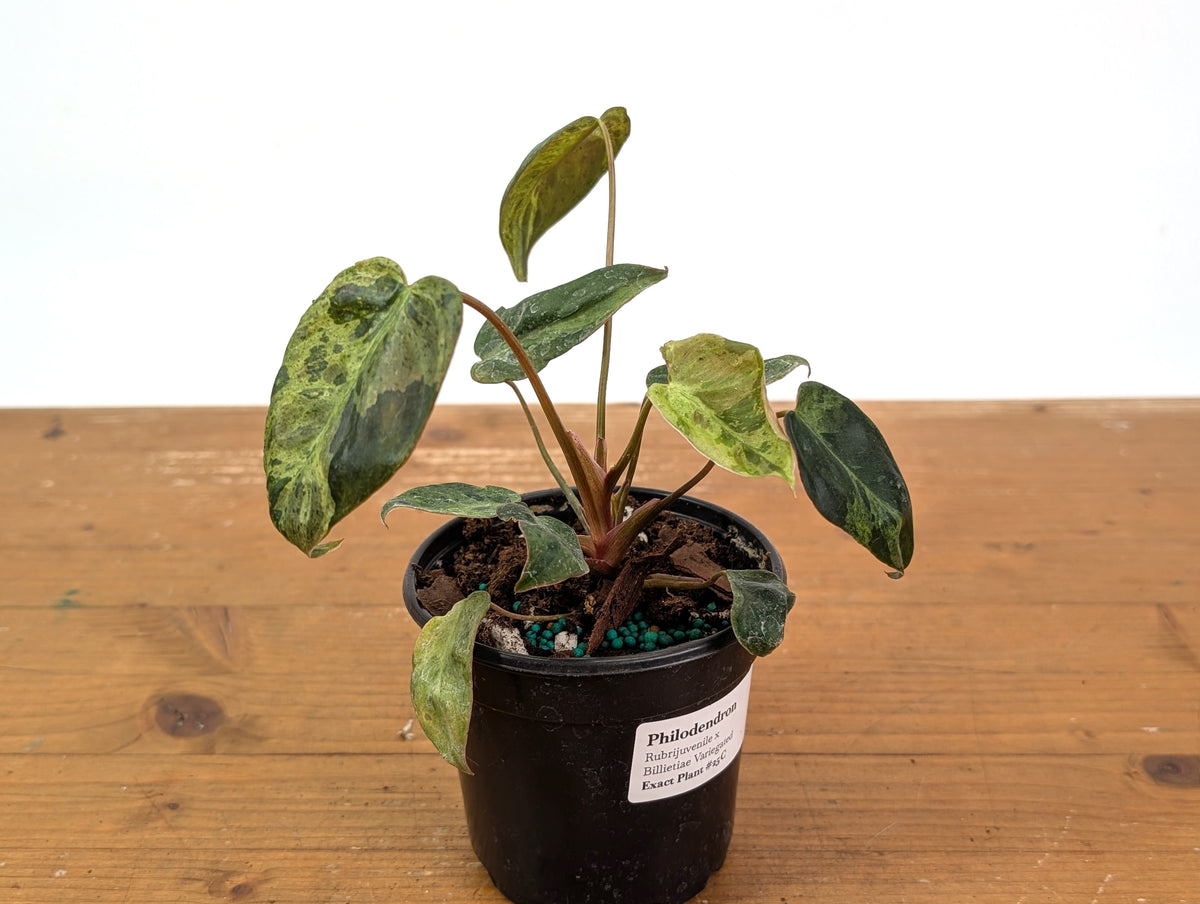 Philodendron Rubrijuvenile x Billietiae Variegated - Exact Plant #25C - 4 inch pot