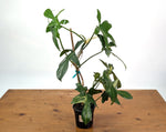 Philodendron Florida Beauty x Mayoi - Exact Plant #10C