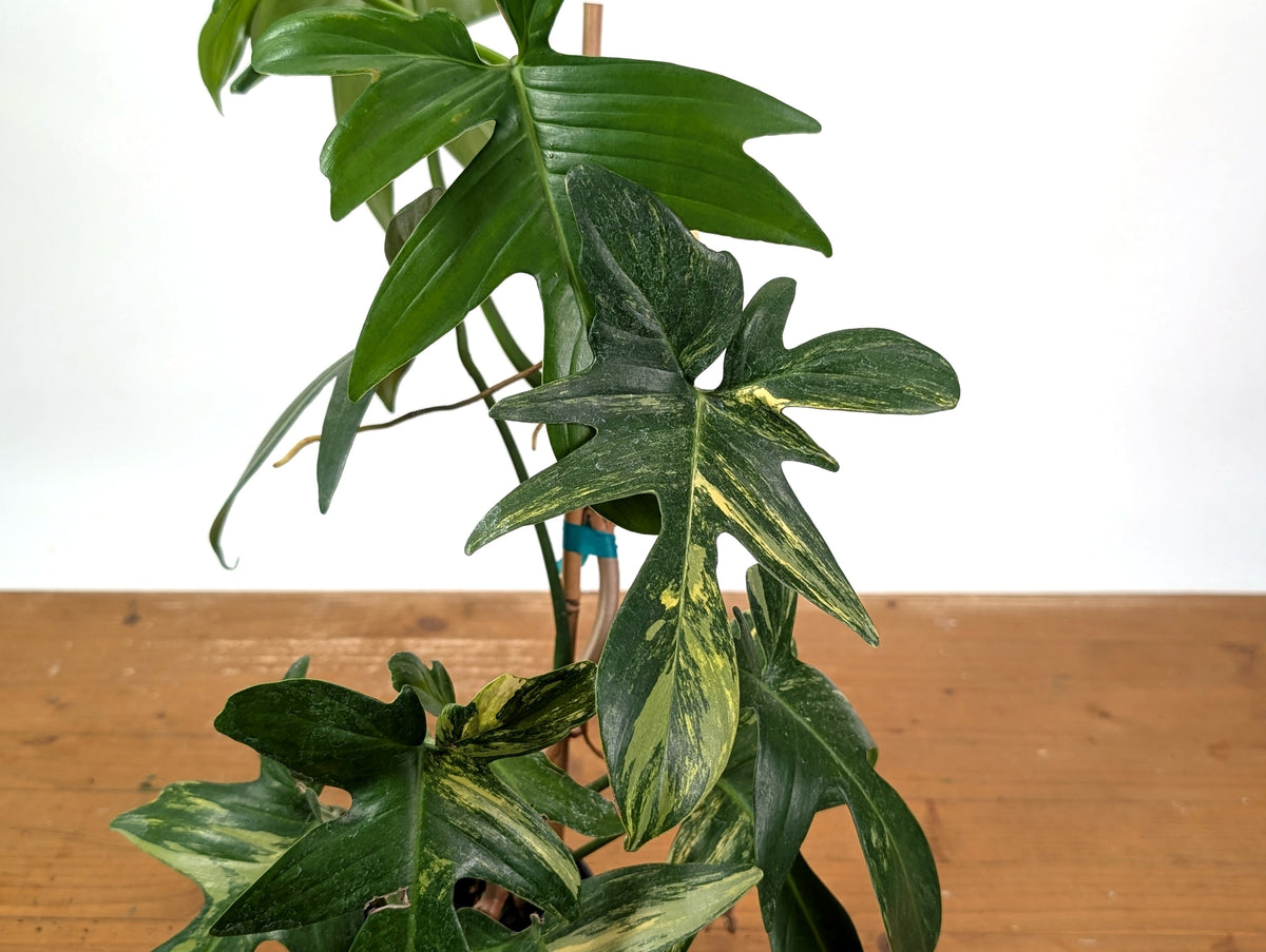 Philodendron Florida Beauty x Mayoi - Exact Plant #10C