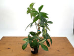 Philodendron Florida Beauty x Mayoi - Exact Plant #10C
