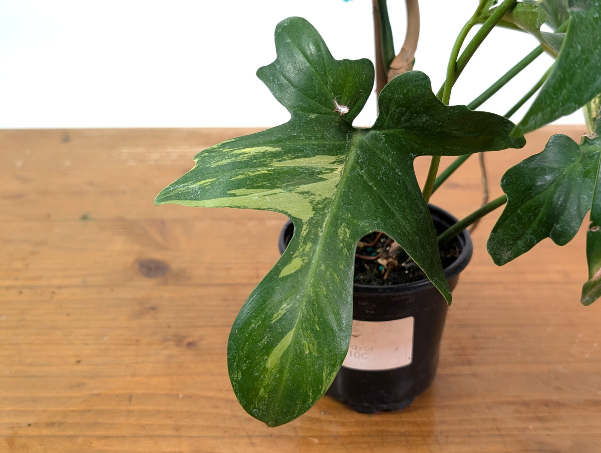 Philodendron Florida Beauty x Mayoi - Exact Plant #10C