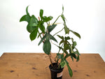 Philodendron Florida Beauty x Mayoi - Exact Plant #10C