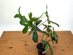 Philodendron Florida Beauty x Mayoi - Exact Plant #10C