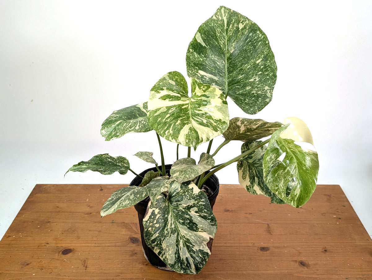 Monstera 'Blizzard' Variegated w/ 4 Growth Points - 1 Gallon Pot  - Exact Plant #25A