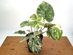 Monstera 'Blizzard' Variegated w/ 4 Growth Points - 1 Gallon Pot  - Exact Plant #25A