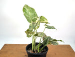 Monstera 'Blizzard' Variegated w/ 4 Growth Points - 1 Gallon Pot  - Exact Plant #25A
