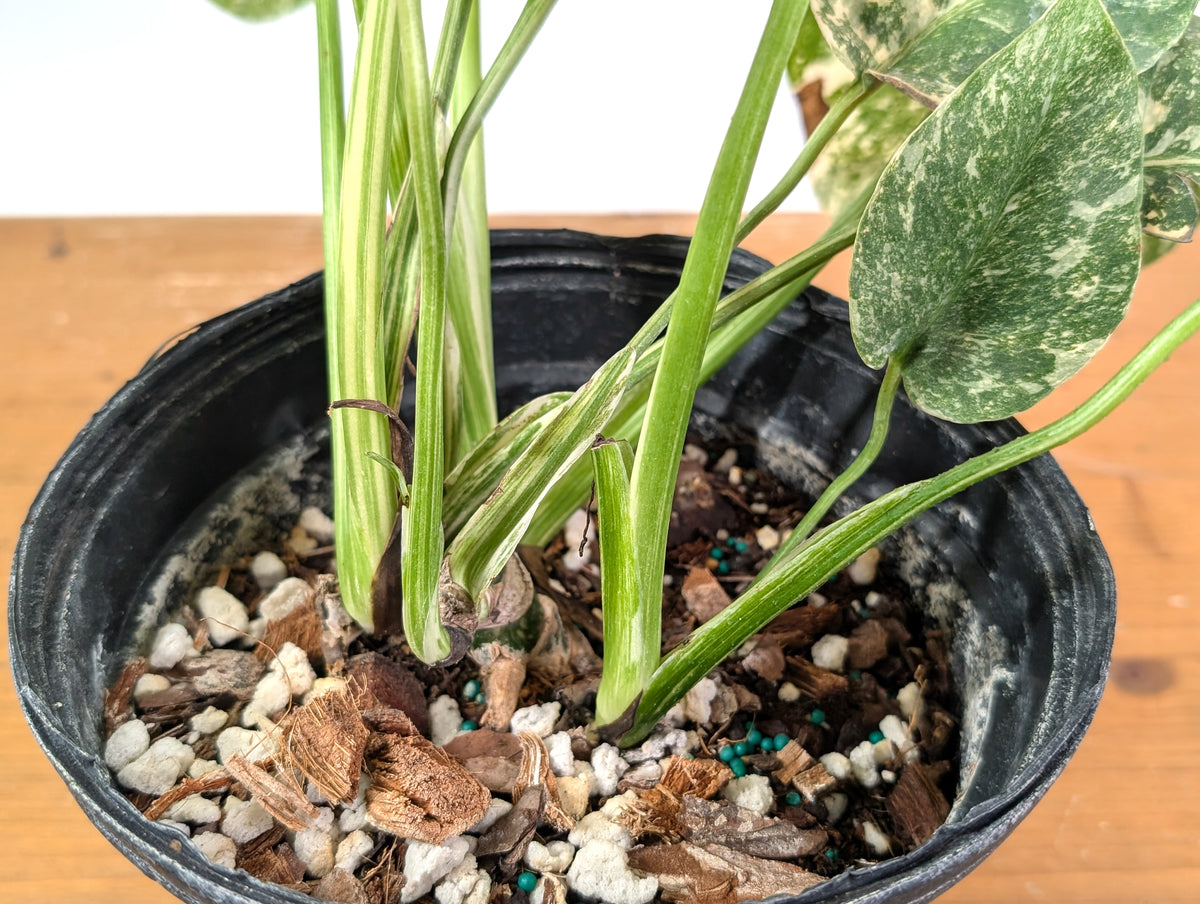 Monstera 'Blizzard' Variegated w/ 4 Growth Points - 1 Gallon Pot  - Exact Plant #25A