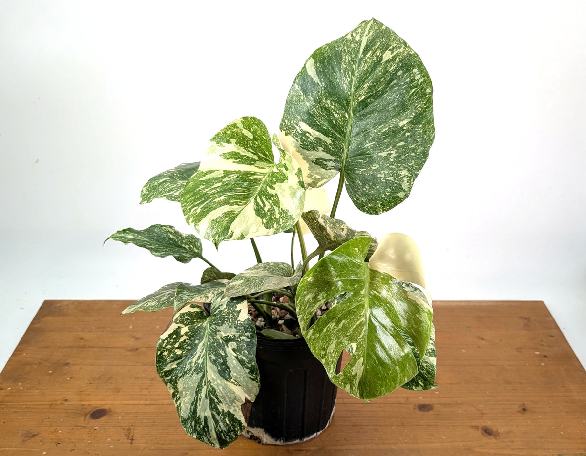 Monstera 'Blizzard' Variegated w/ 4 Growth Points - 1 Gallon Pot  - Exact Plant #25A