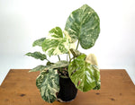 Monstera 'Blizzard' Variegated w/ 4 Growth Points - 1 Gallon Pot  - Exact Plant #25A