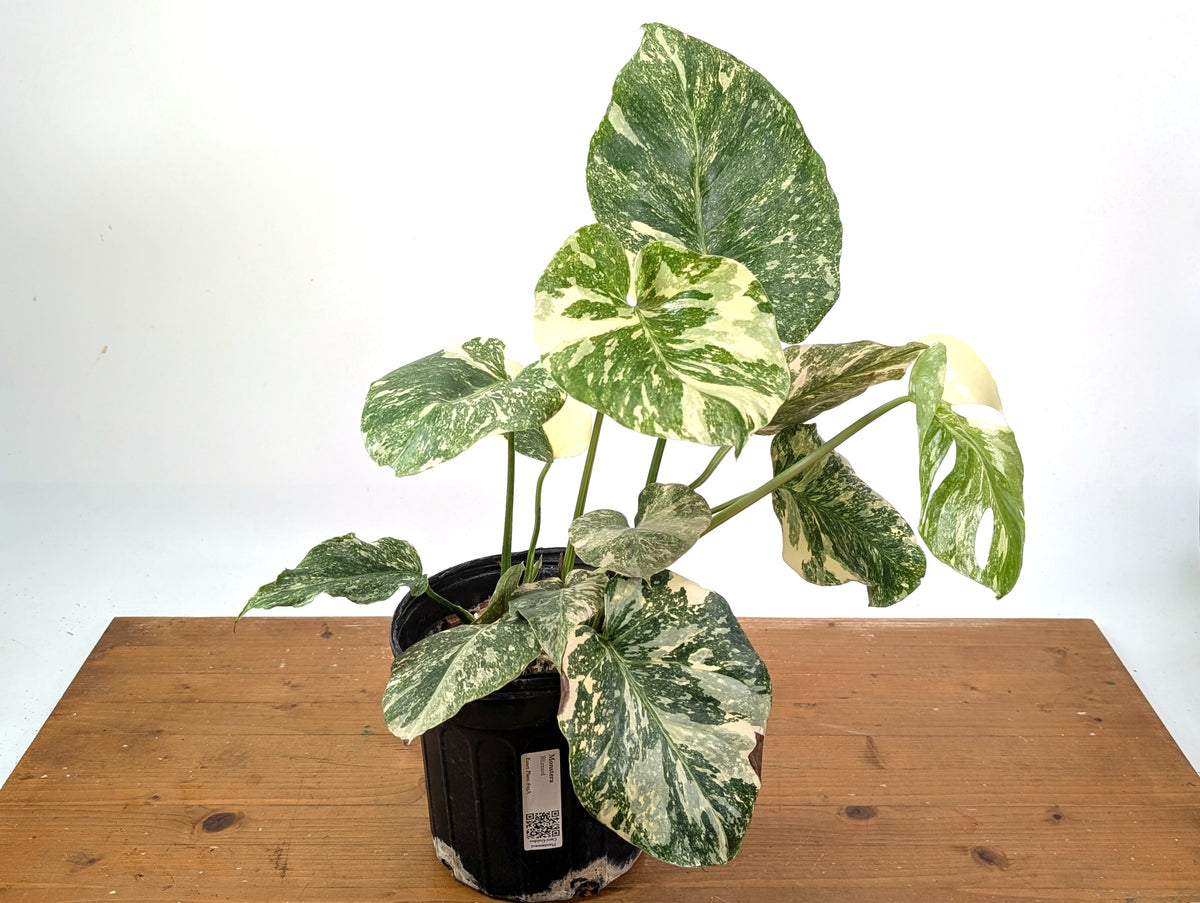 Monstera 'Blizzard' Variegated w/ 4 Growth Points - 1 Gallon Pot  - Exact Plant #25A