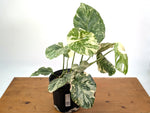 Monstera 'Blizzard' Variegated w/ 4 Growth Points - 1 Gallon Pot  - Exact Plant #25A