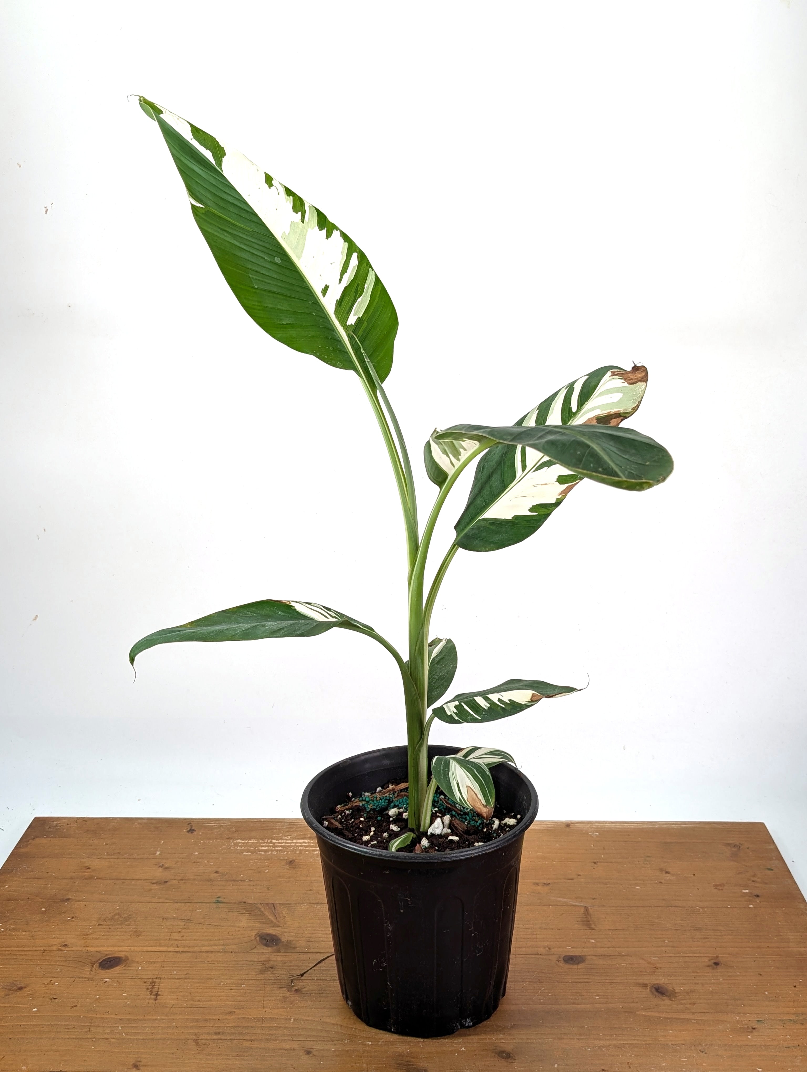 Musa × paradisiaca AeAe Variegated Banana - Exact Plant 3ft Tall