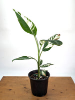 Musa Aeae Variegated Banana - Exact Plant 1 Gallon Pot - #25B