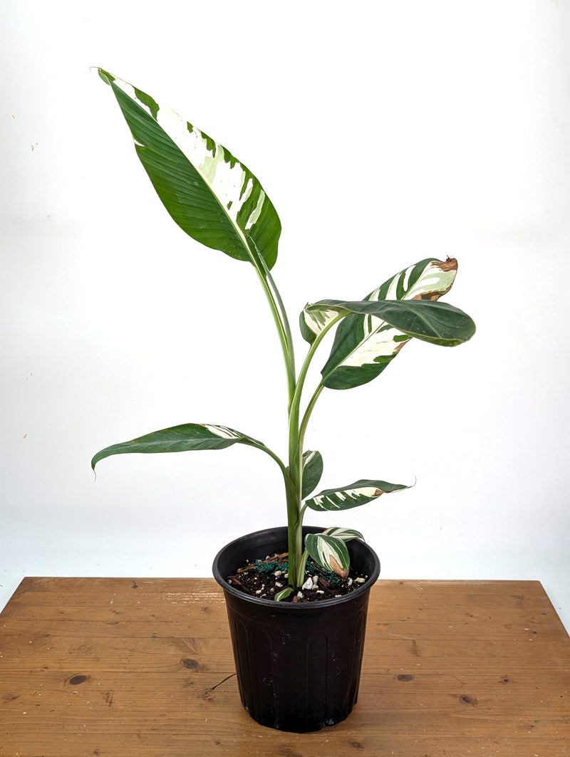 Musa Aeae Variegated Banana - Exact Plant 1 Gallon Pot - #25B